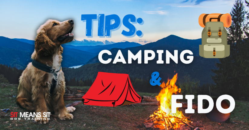 Tips for Camping with Fido