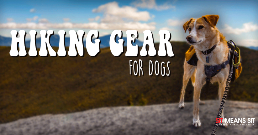 The Best Hiking Gear For Your Dog