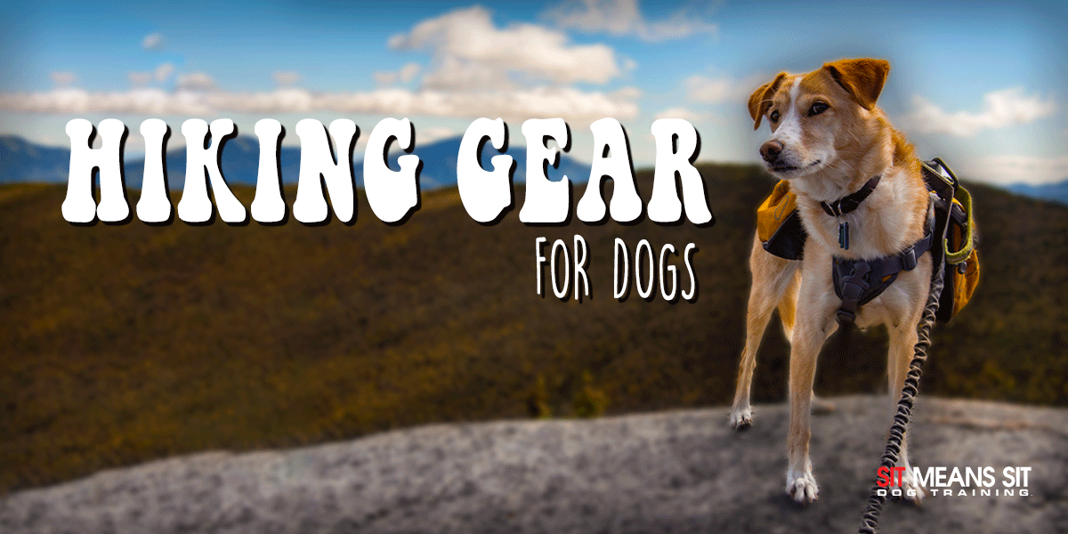 The Best Hiking Gear For Your Dog