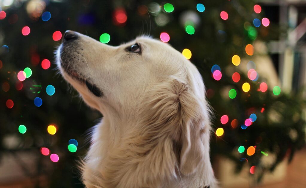 Gifts for Your Pup: The Ultimate Holiday Gift Guide for Dog Lovers