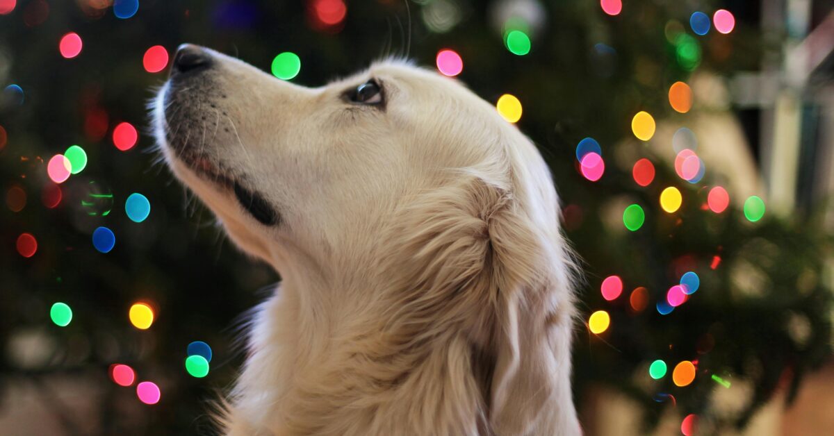 Gifts for Your Pup: The Ultimate Holiday Gift Guide for Dog Lovers