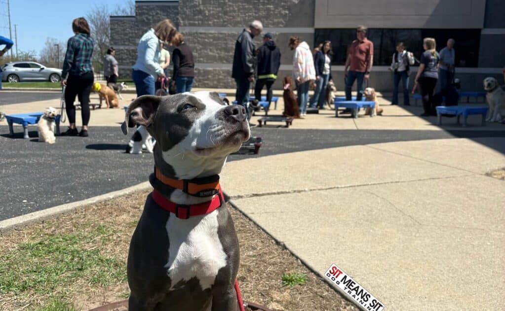 How Regular Exercise Improves Your Dog’s Obedience - dog exercise and obedience