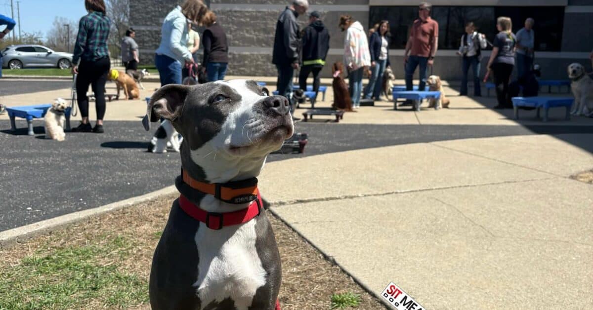 How Regular Exercise Improves Your Dog’s Obedience - dog exercise and obedience