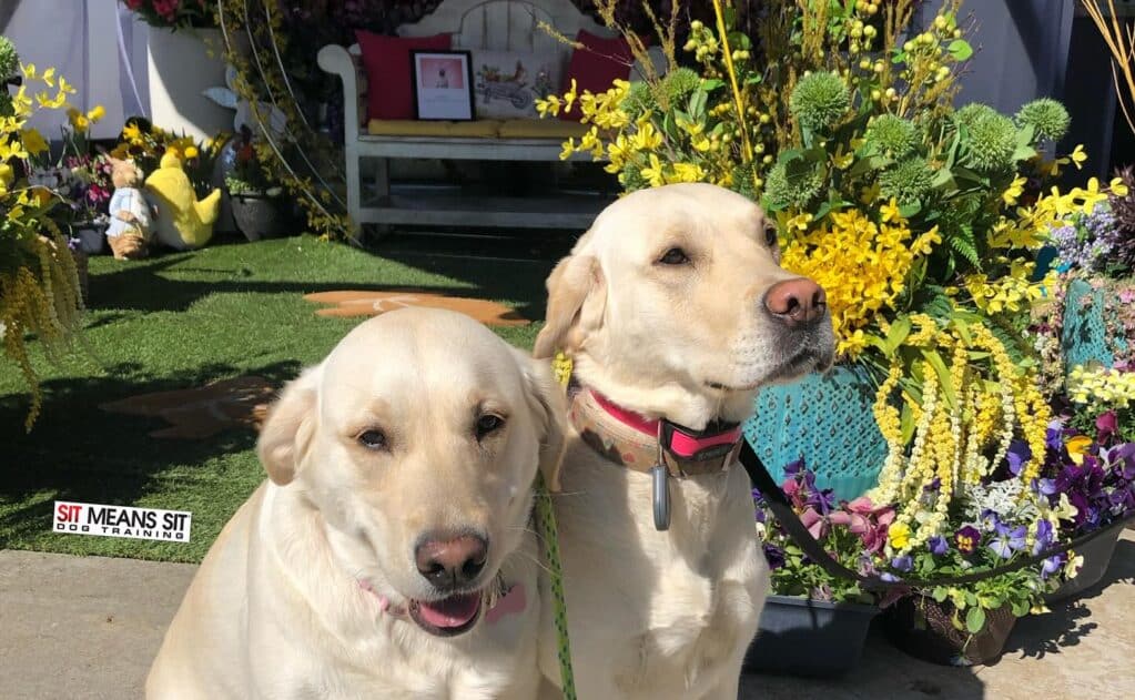 Puppy Training Basics: Getting Started in Southern Utah