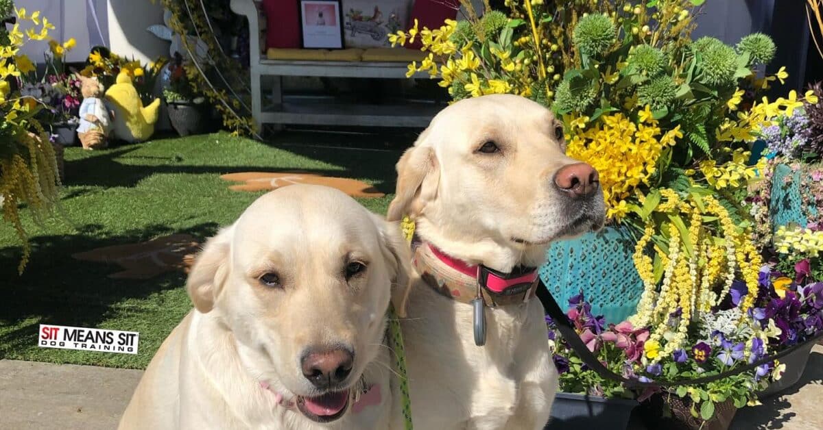Puppy Training Basics: Getting Started in Southern Utah