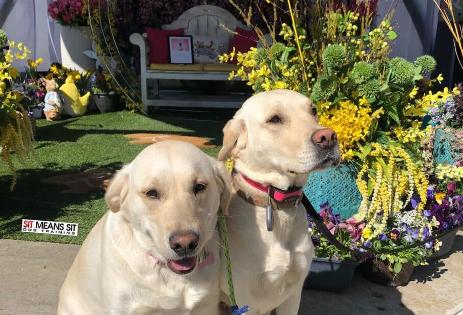 Puppy Training Basics: Getting Started in Southern Utah