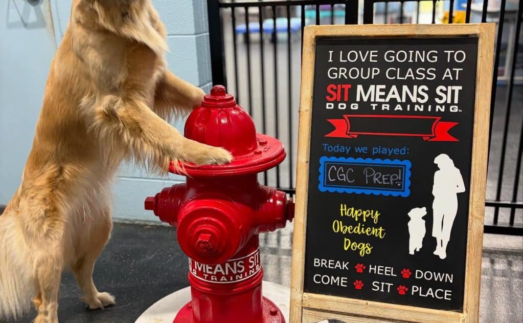 How to Socialize Your Puppy in Southern Utah