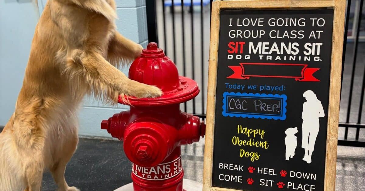 How to Socialize Your Puppy in Southern Utah