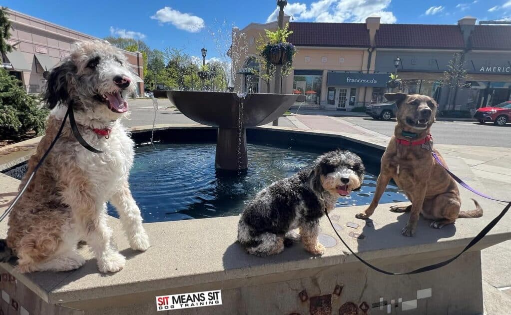 How to Manage Separation Anxiety in Dogs