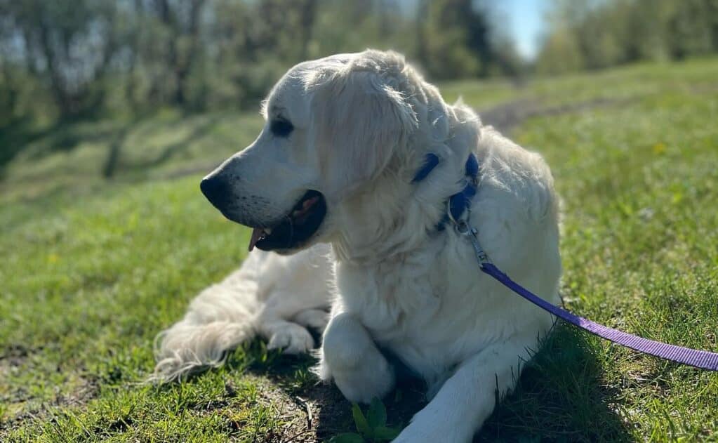 The Impact of Diet on Your Dog’s Behavior and Energy Levels