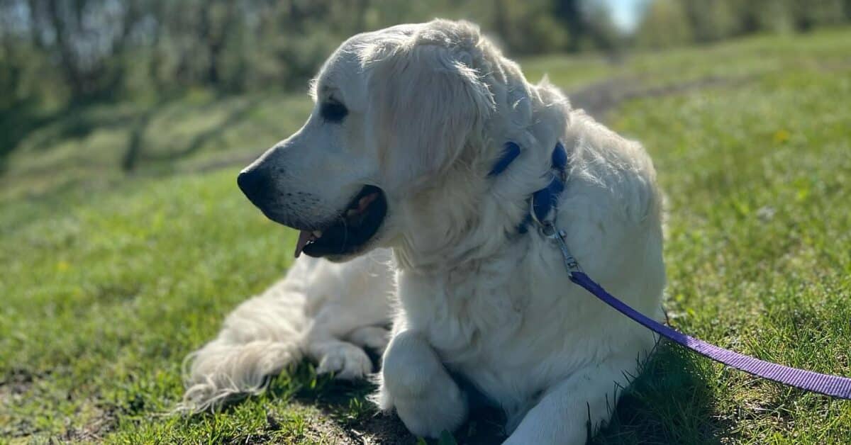 The Impact of Diet on Your Dog’s Behavior and Energy Levels