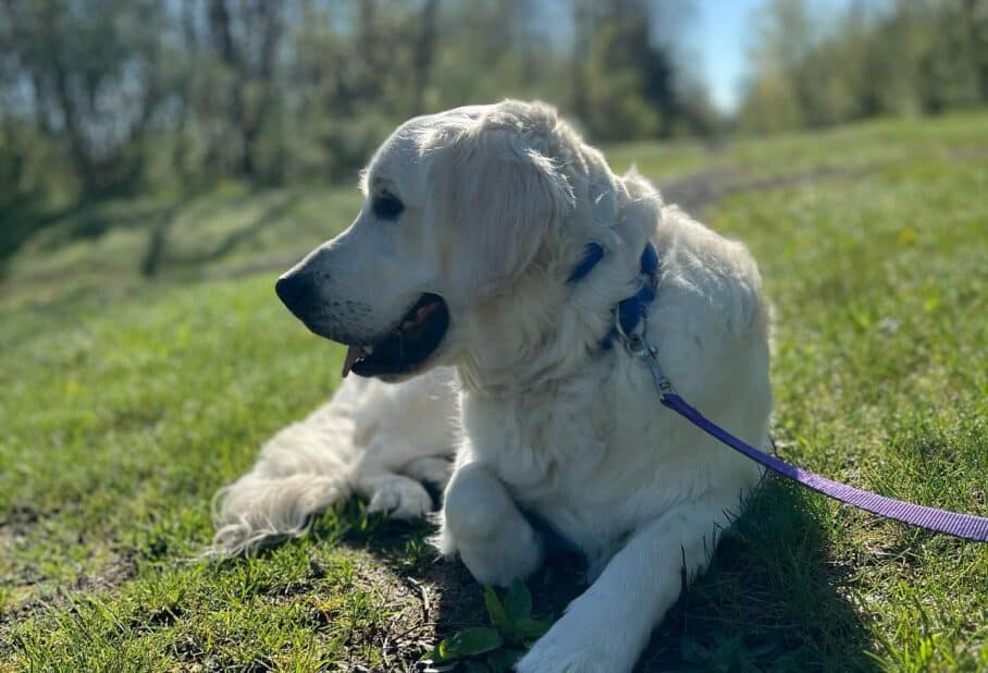 The Impact of Diet on Your Dog’s Behavior and Energy Levels