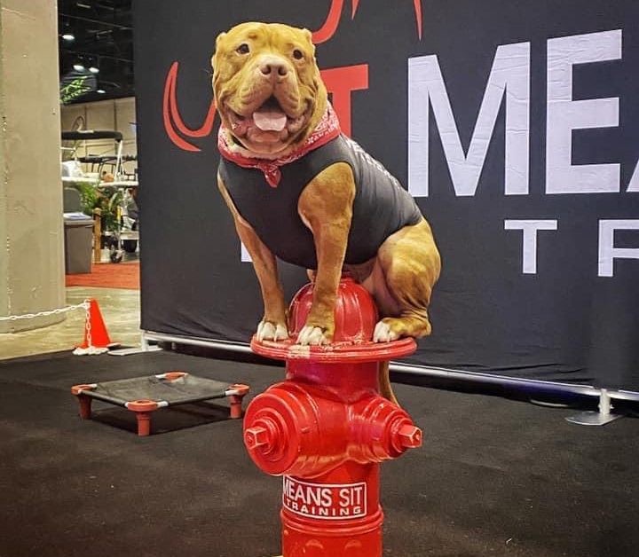A muscular dog in a bandana sits proudly on a fire hydrant in front of a promotional backdrop.