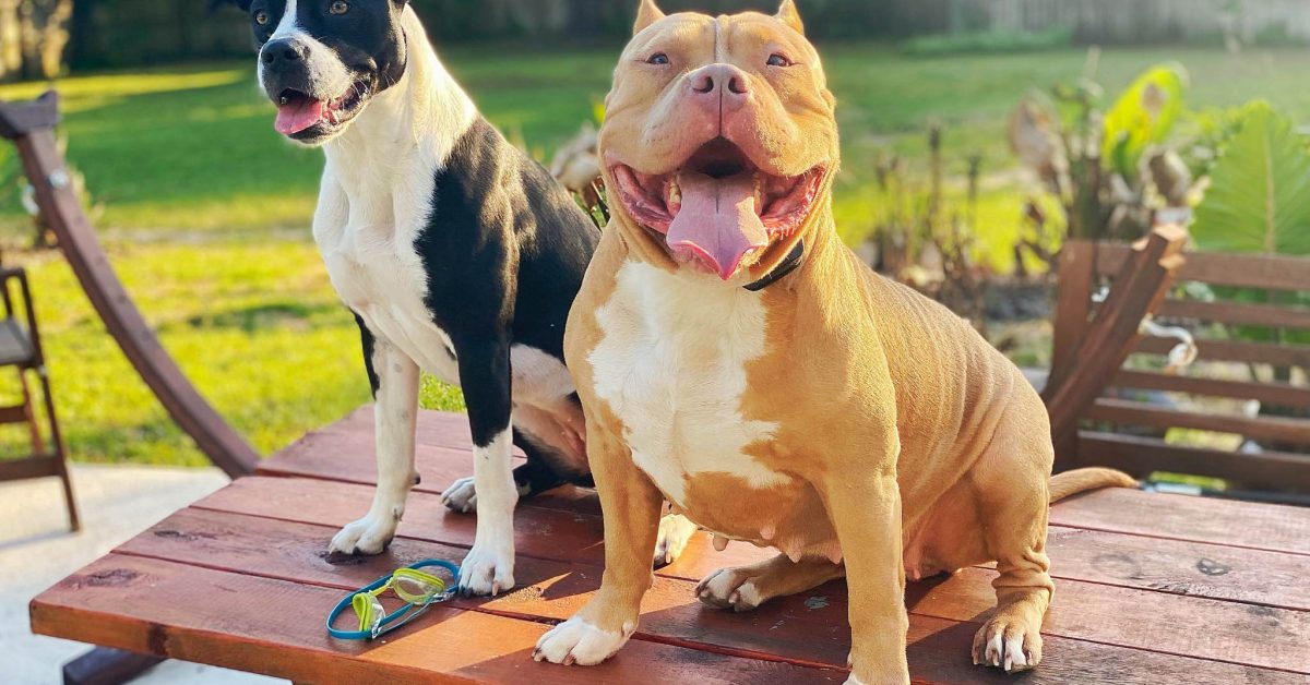 Two dogs, one black and white and the other tan, sit happily on a wooden bench in a sunny yard.