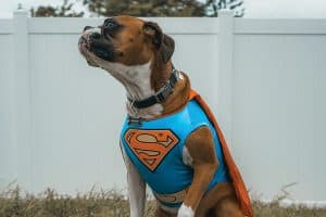 A dog dressed as Superman, wearing a blue costume with a red cape, posing outdoors.