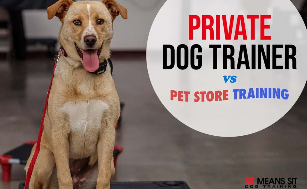 A happy dog sits on a training platform, with text comparing private dog training to pet store training.