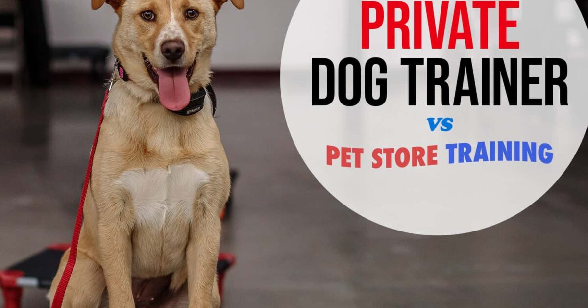 A happy dog sits on a training platform, with text comparing private dog training to pet store training.
