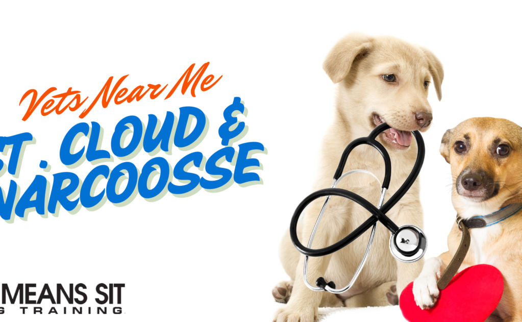 Two dogs with a stethoscope, promoting veterinary services in St. Cloud and Narcoossee.