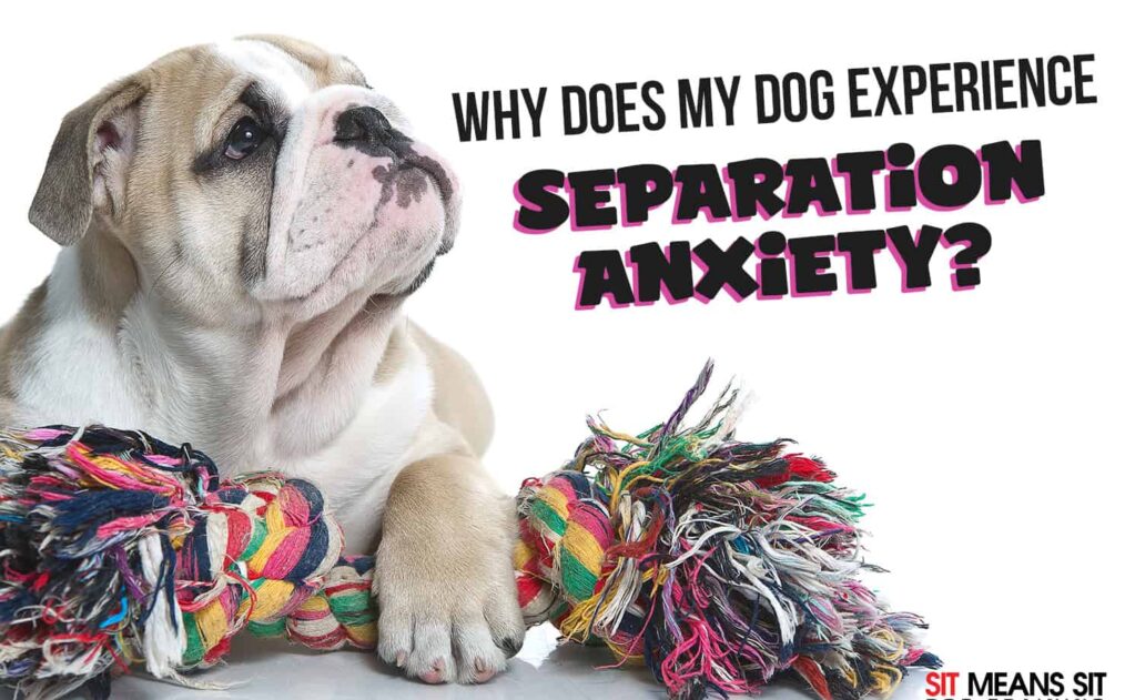 Bulldog sitting with a colorful rope toy, text asking about dog separation anxiety.