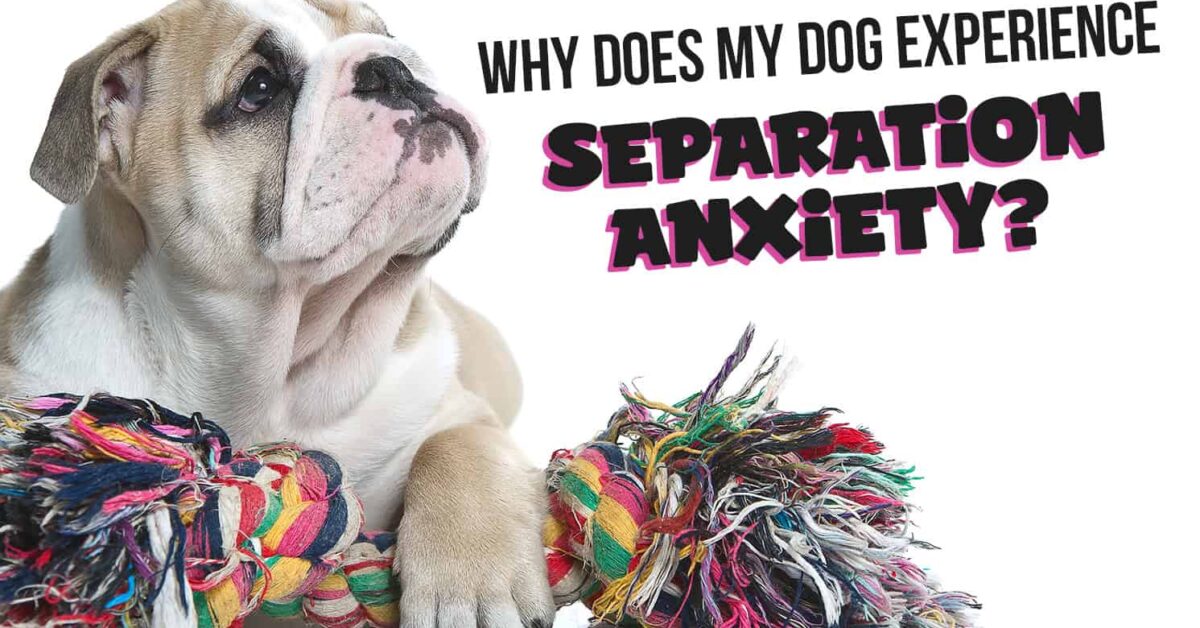 Bulldog sitting with a colorful rope toy, text asking about dog separation anxiety.
