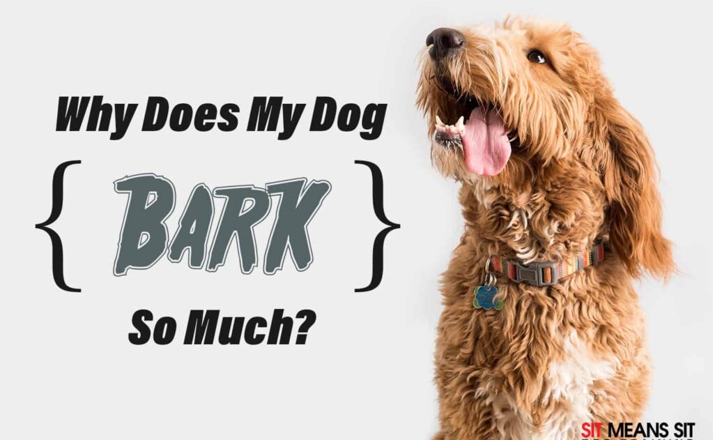 A playful dog with its mouth open, accompanied by the text "Why Does My Dog BARK So Much?"