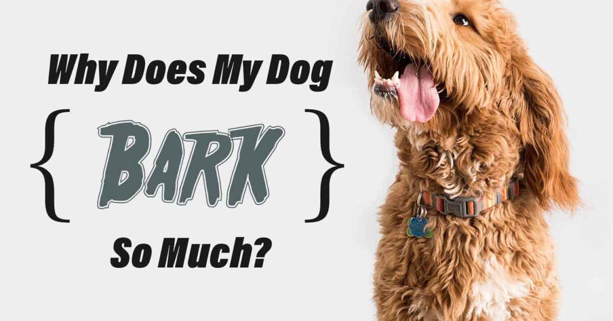 A playful dog with its mouth open, accompanied by the text "Why Does My Dog BARK So Much?"