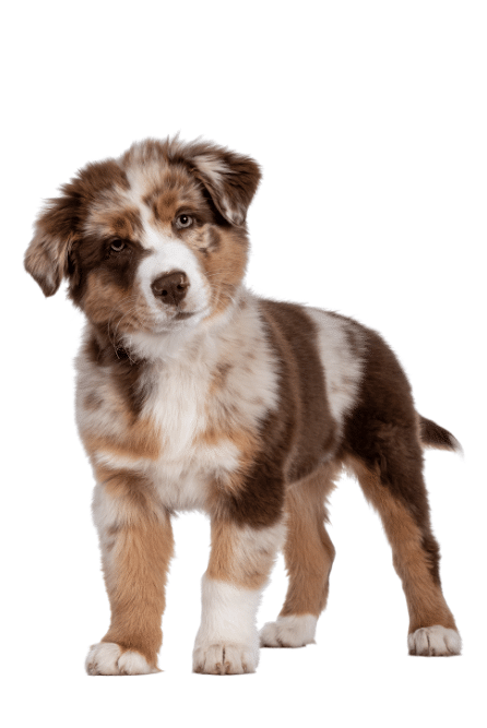 Puppy looking at dog trainer