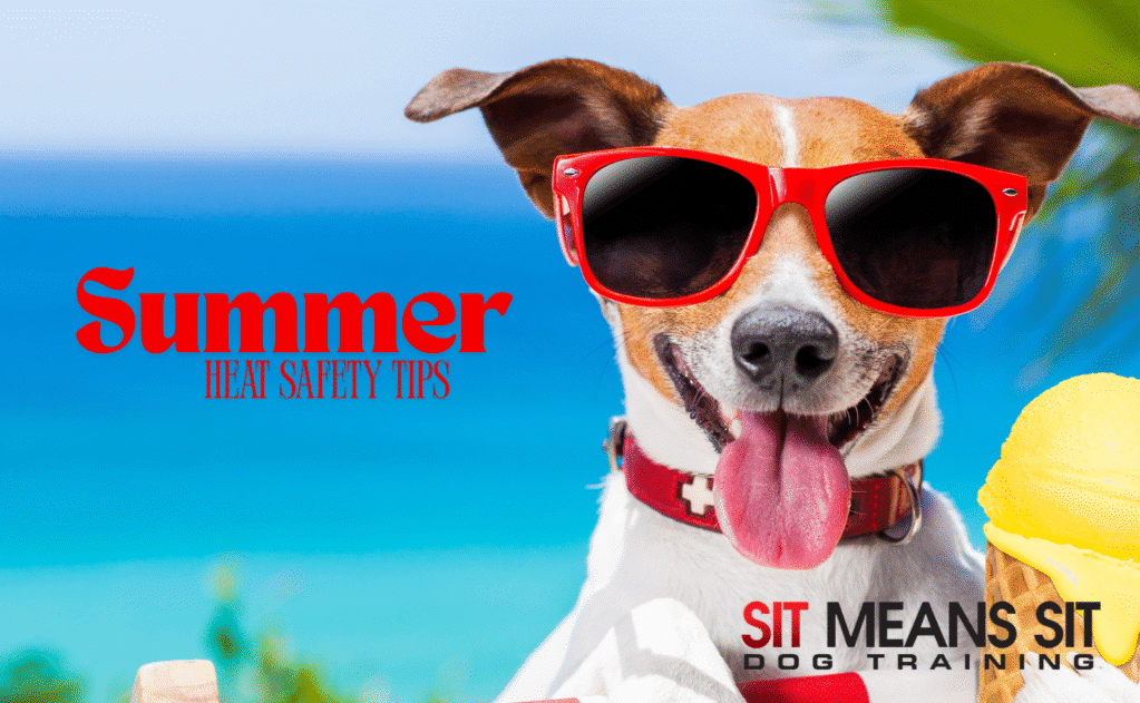 dog wearing sunglasses and by water