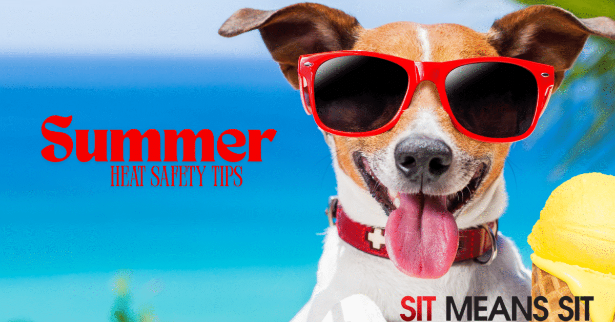 dog wearing sunglasses and by water