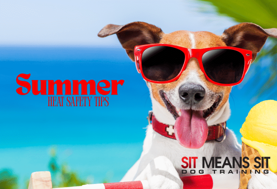 dog wearing sunglasses and by water