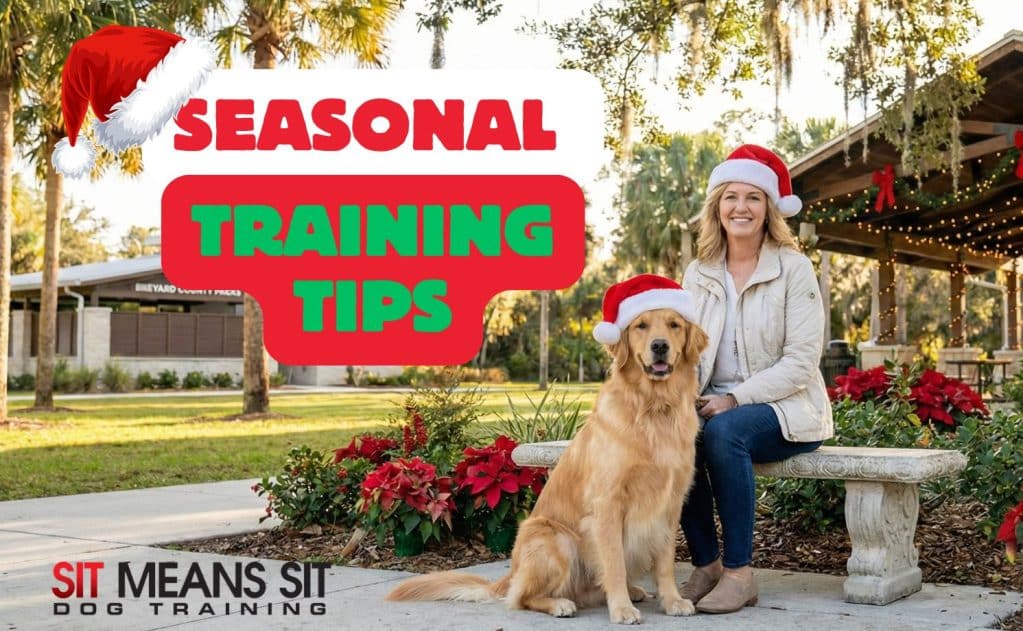 A professional dog trainer and a Golden Retriever wearing Santa hats sitting calmly on a bench in a Brevard County park with holiday decorations.
