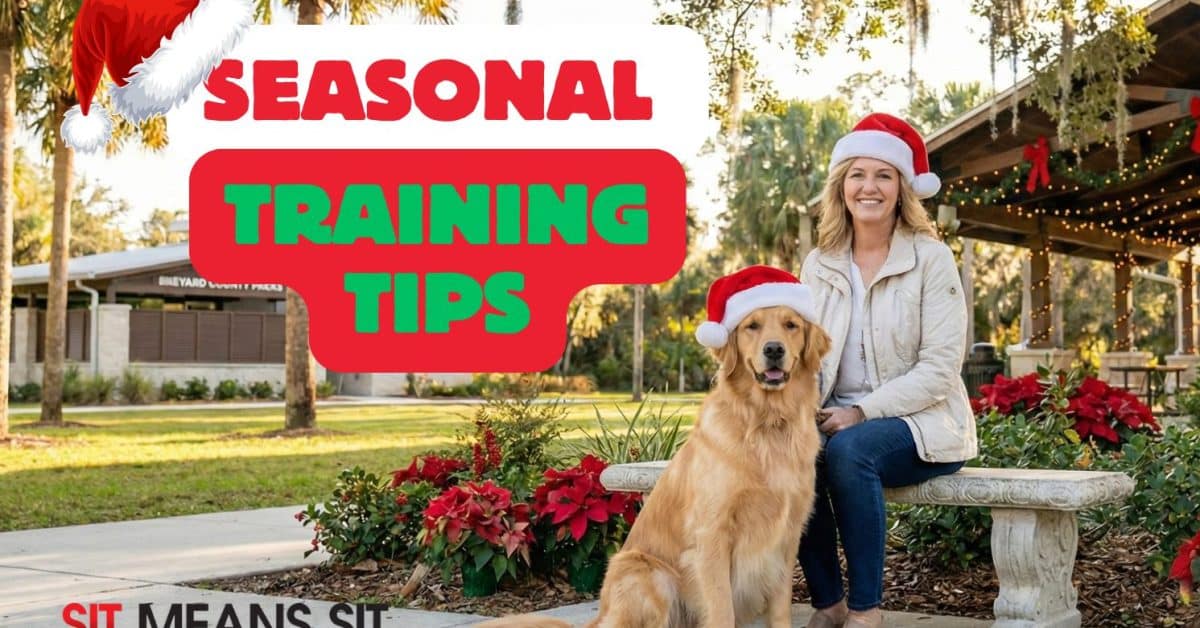 A professional dog trainer and a Golden Retriever wearing Santa hats sitting calmly on a bench in a Brevard County park with holiday decorations.