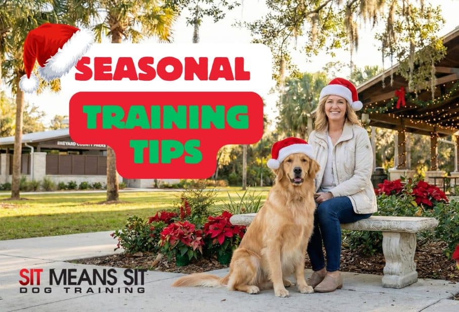 A professional dog trainer and a Golden Retriever wearing Santa hats sitting calmly on a bench in a Brevard County park with holiday decorations.