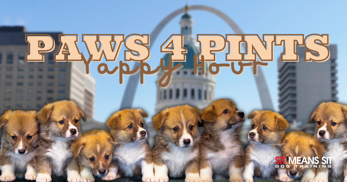 paws 4 pints yappy hour banner