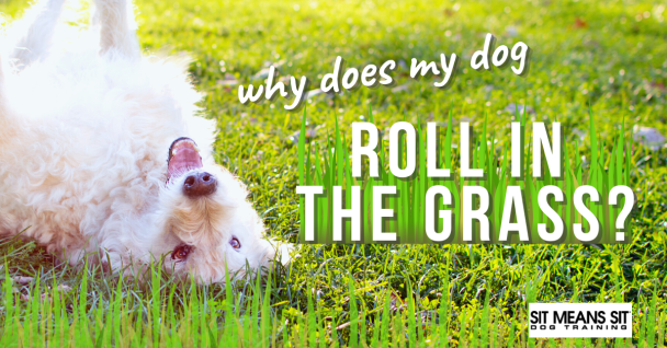 Why does my dog roll in the grass banner