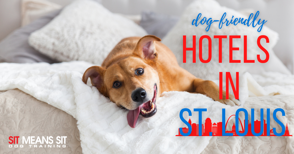 Dog-Friendly Hotels in St. Louis - Sit Means Sit Dog Training St. Louis
