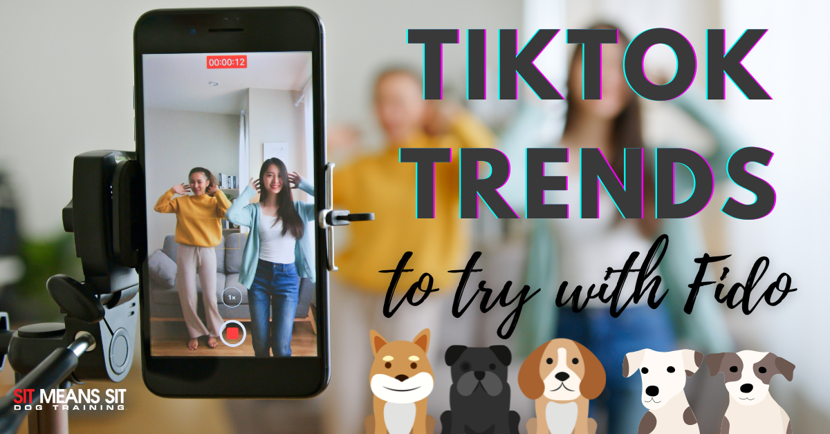 Tiktok trends to try with fido banner