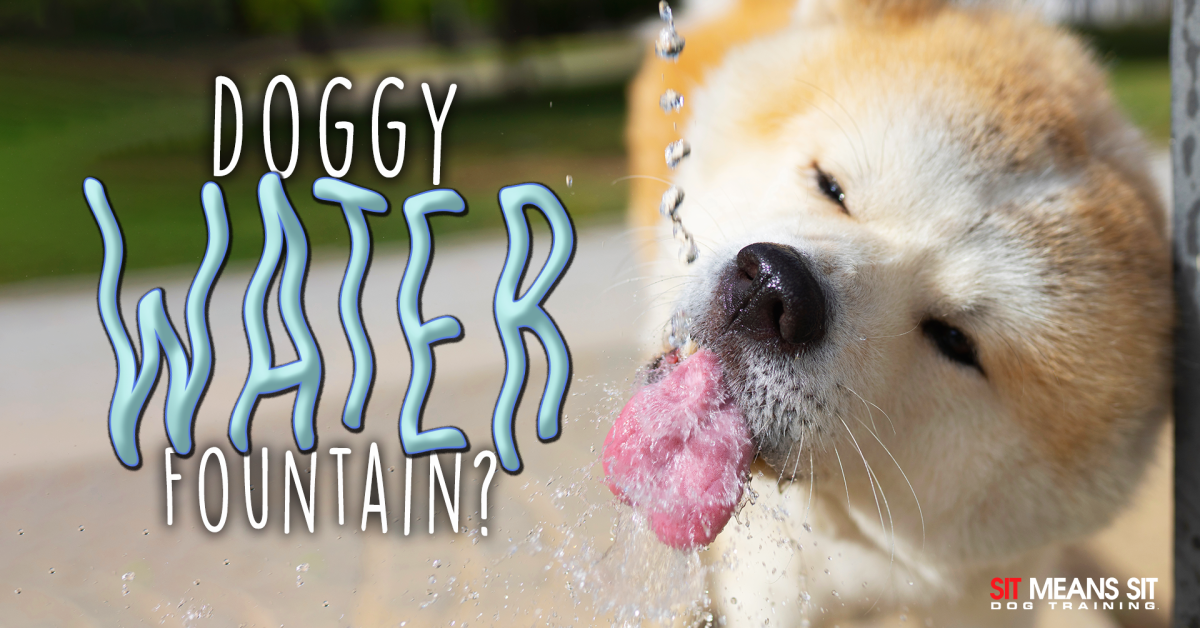 Doggy water fountain text with a dog drinking water