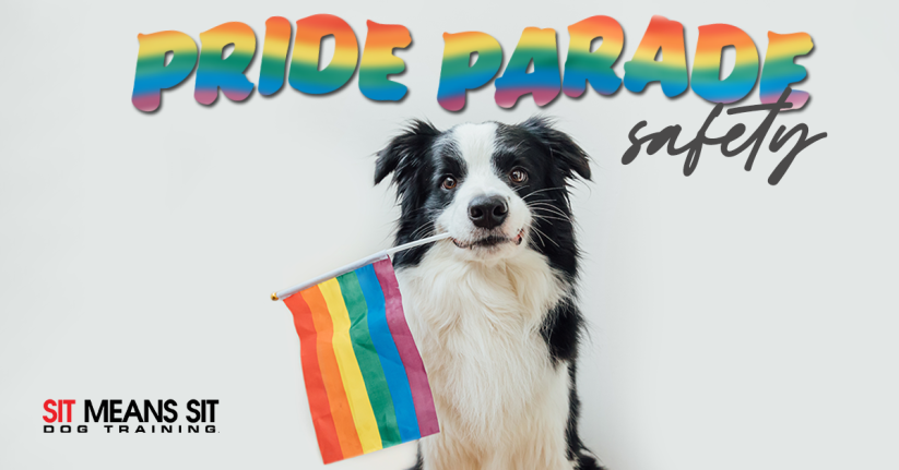 Safety Tips For Taking Your Dog To A Pride Parade