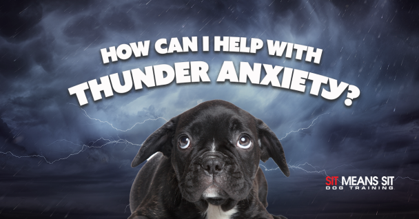 Why Are Some Dogs Afraid of Thunder? & What You Can Do To Help!