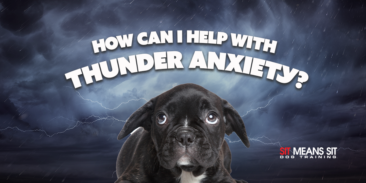 Why Are Some Dogs Afraid of Thunder? & What You Can Do To Help!