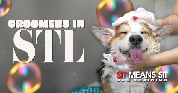 The Best Dog Groomers In St. Louis