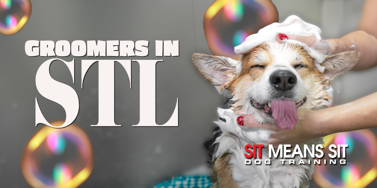 The Best Dog Groomers In St. Louis