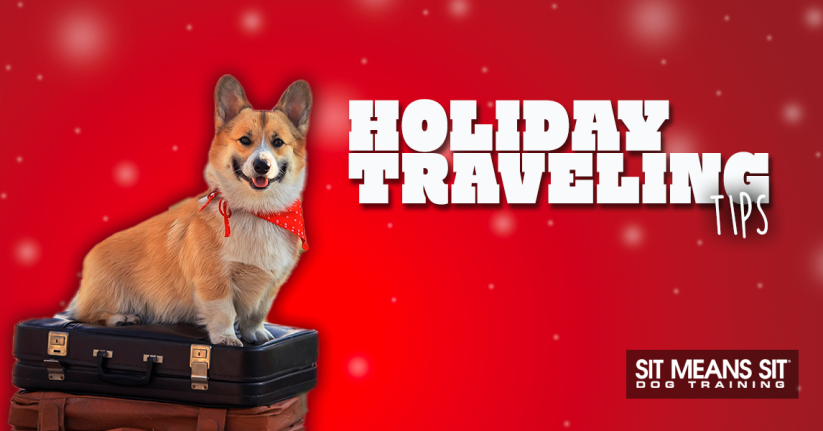 Tips For Traveling With Your Dog During The Holidays