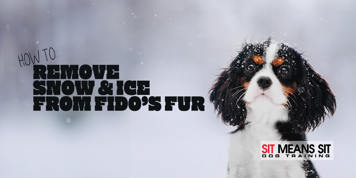 Tips For Removing Snow & Ice From Fido's Fur