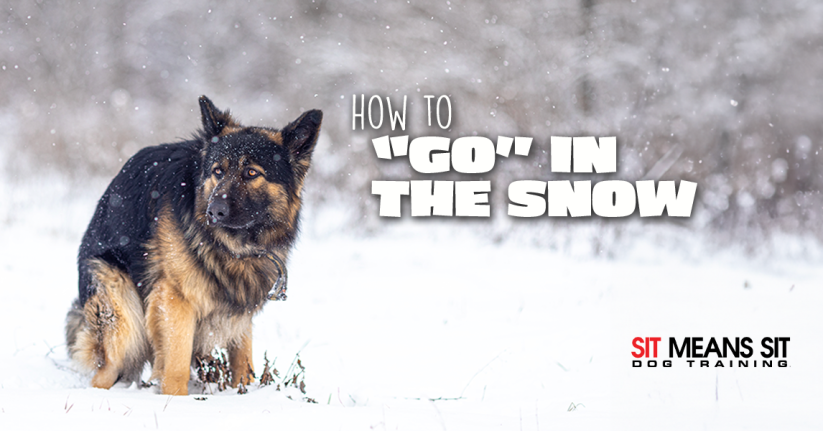 How to Get Fido to "Go" in the Snow