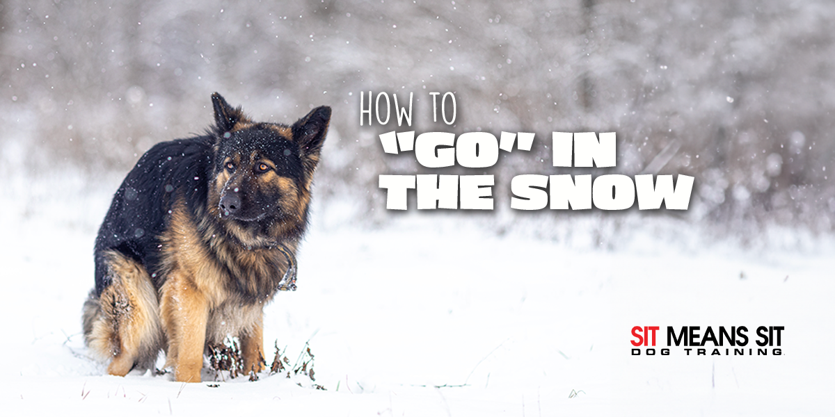 How to Get Fido to "Go" in the Snow