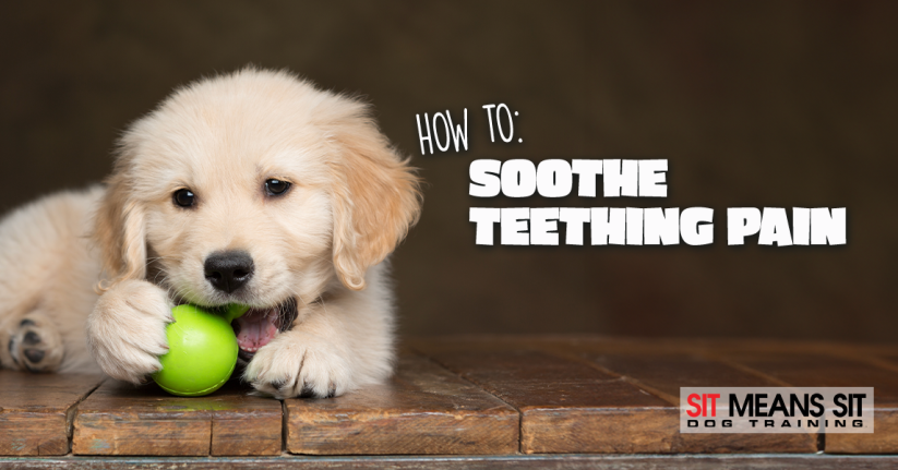 How You Can Help Soothe Your Puppy's Teething Pain