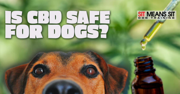 Is CBD Safe for Dogs?