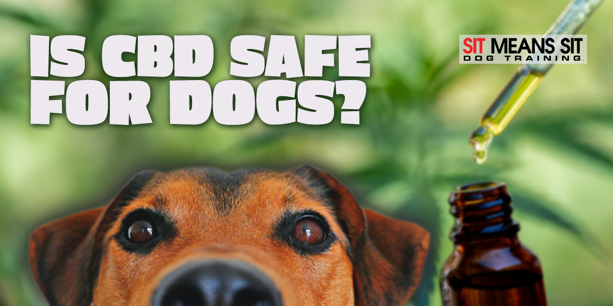 Is CBD Safe for Dogs?